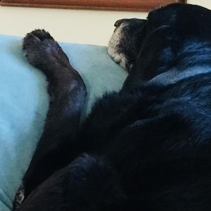 Meet your Posher, Dani